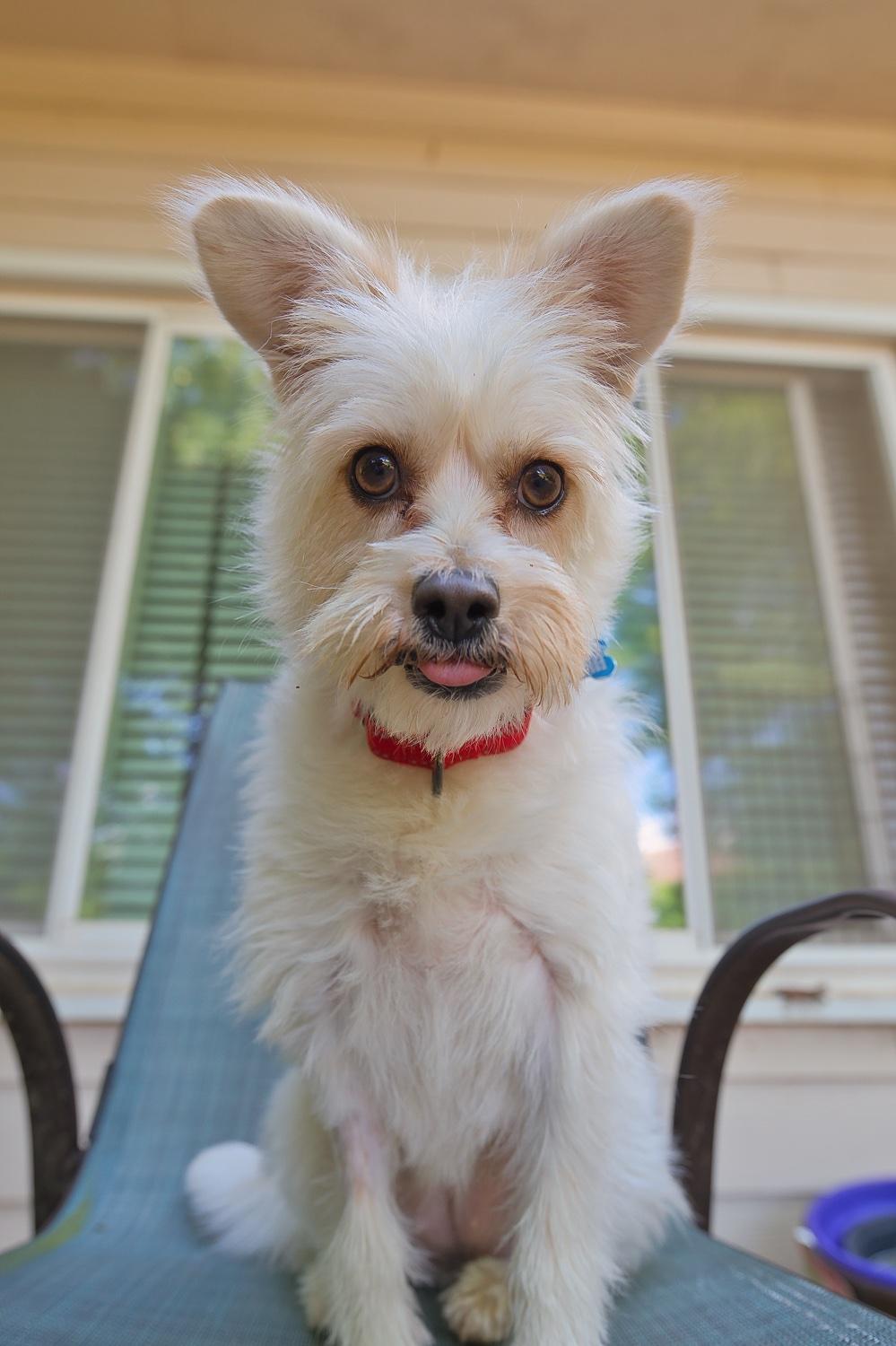 Enlarge Mia, a Adoptable mixed breed in Chamblee, GA image 2/6