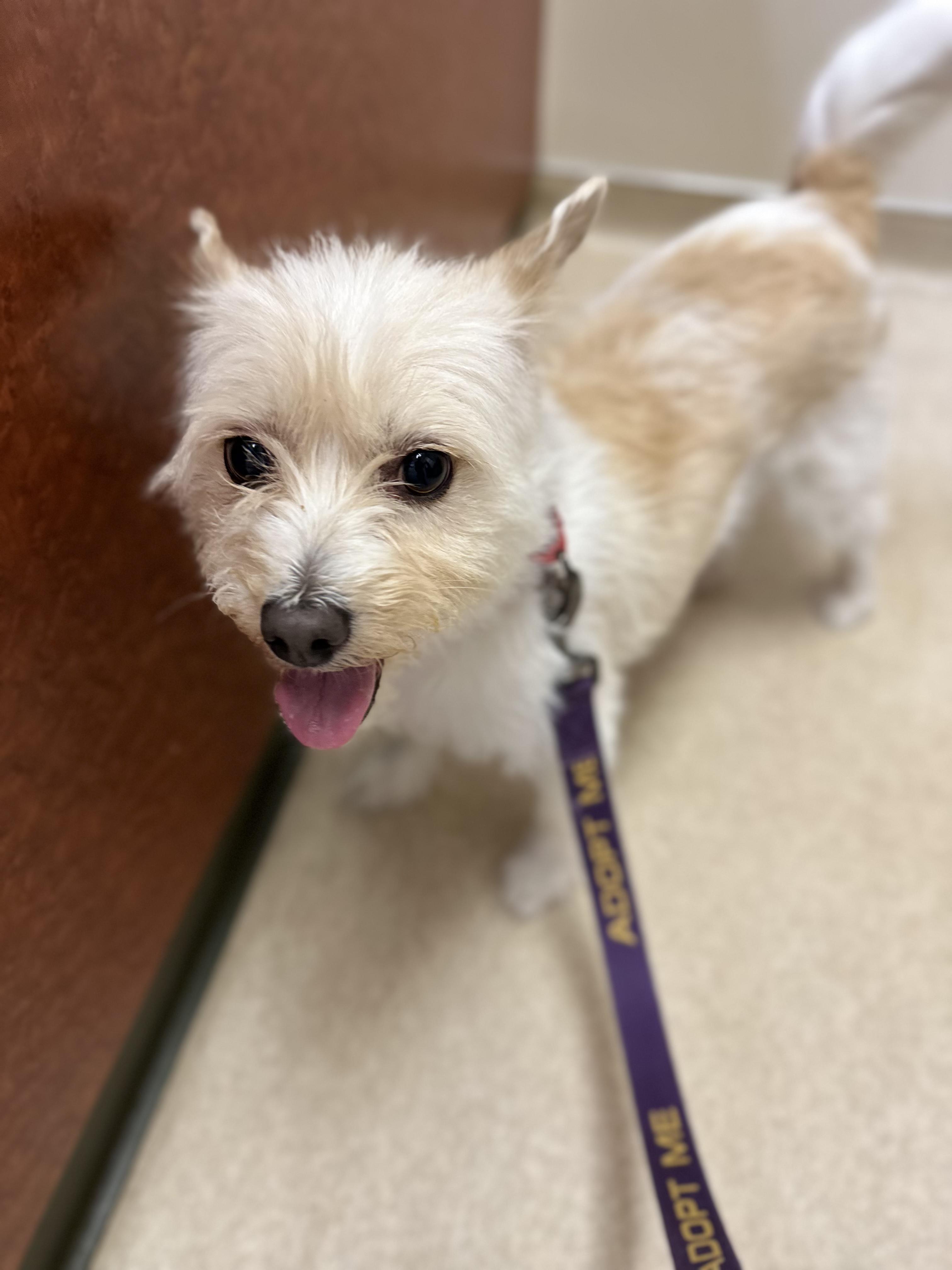 Mia, a Adoptable mixed breed in Chamblee, GA image 4/6