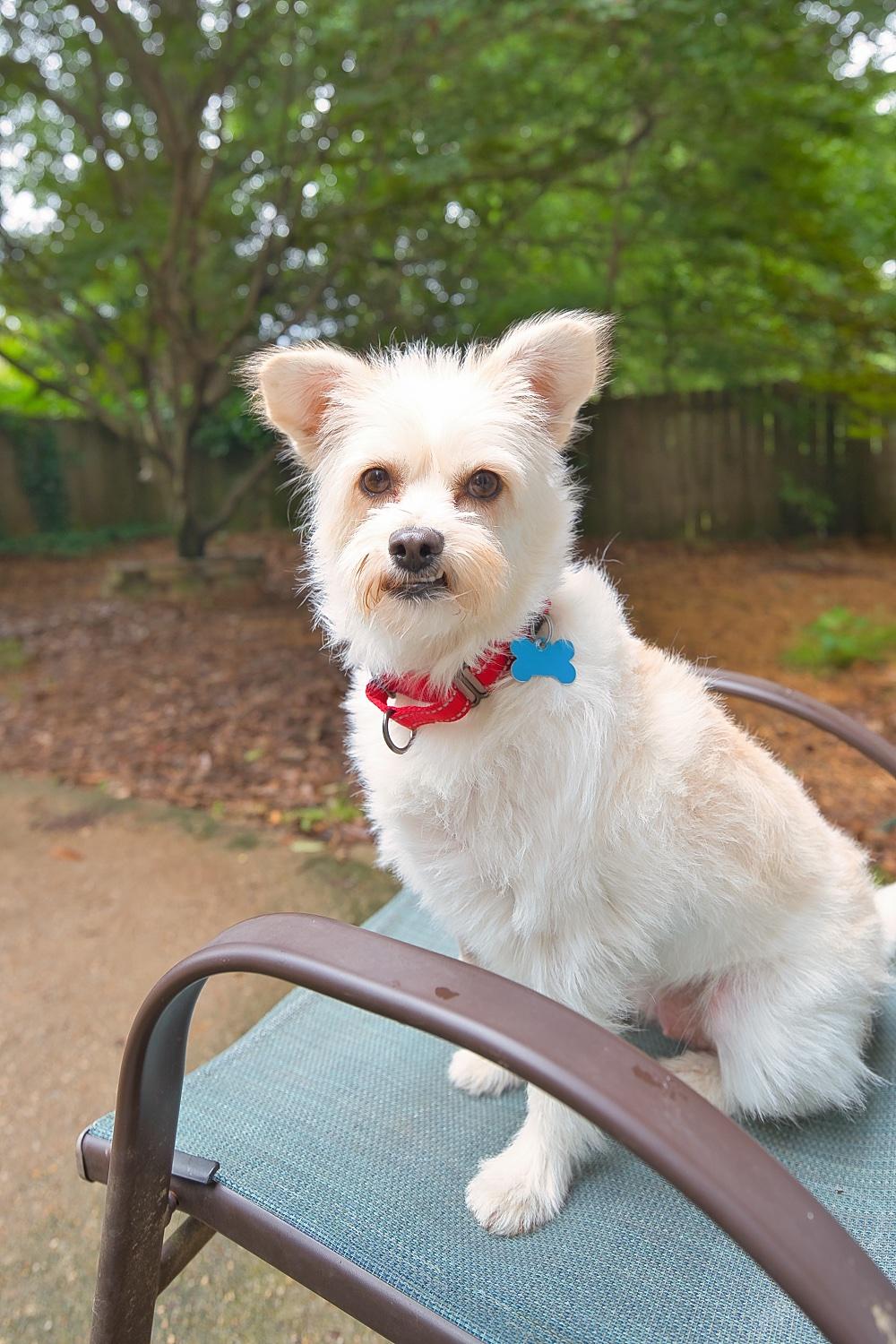 Enlarge Mia, a Adoptable mixed breed in Chamblee, GA image 3/6