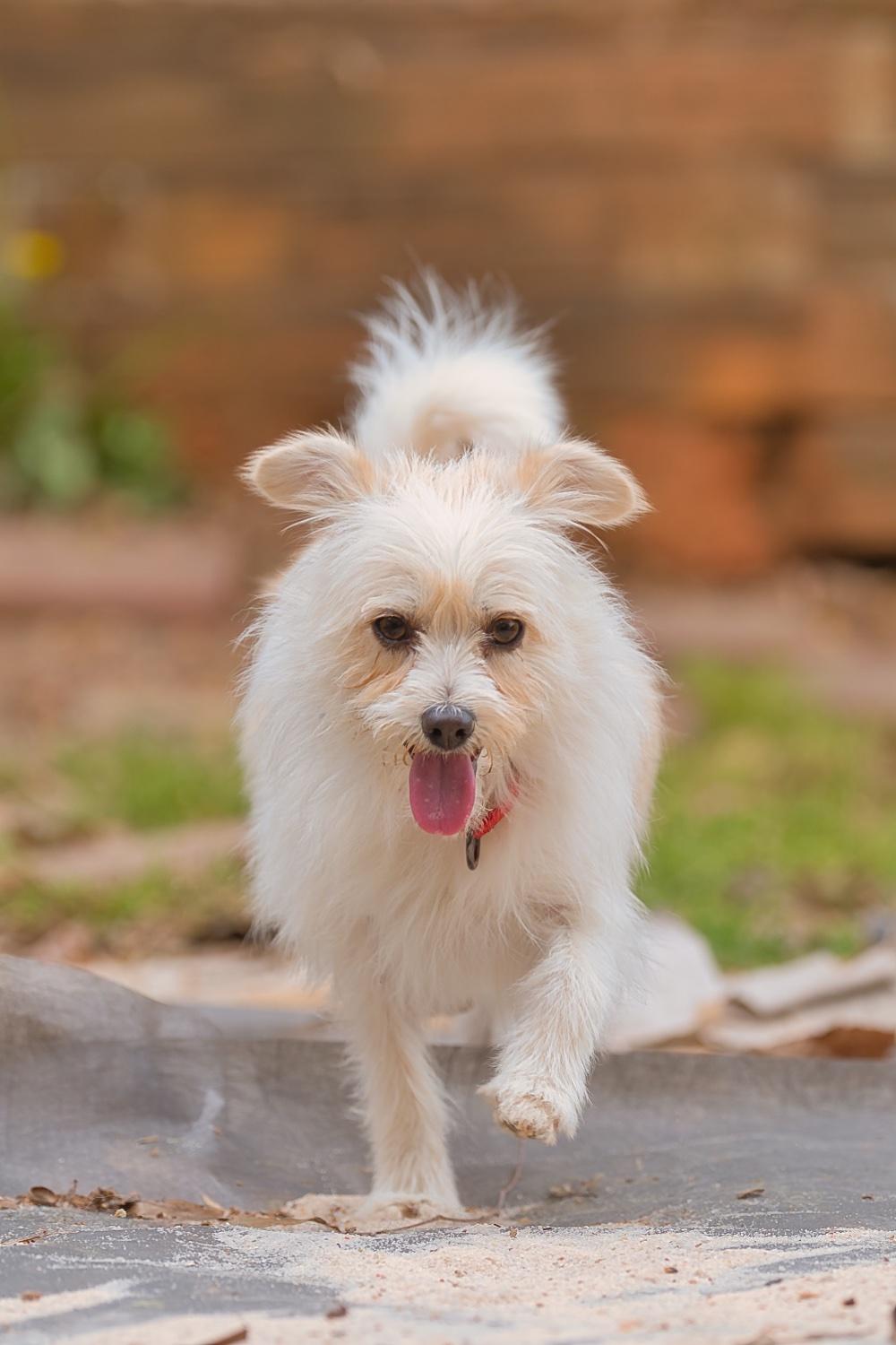 Mia, Adoptable, Adult Female Mixed Breed & Terrier.