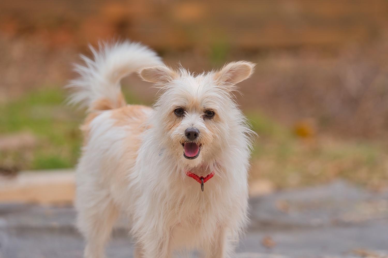 Enlarge Mia, a Adoptable mixed breed in Chamblee, GA image 3/6