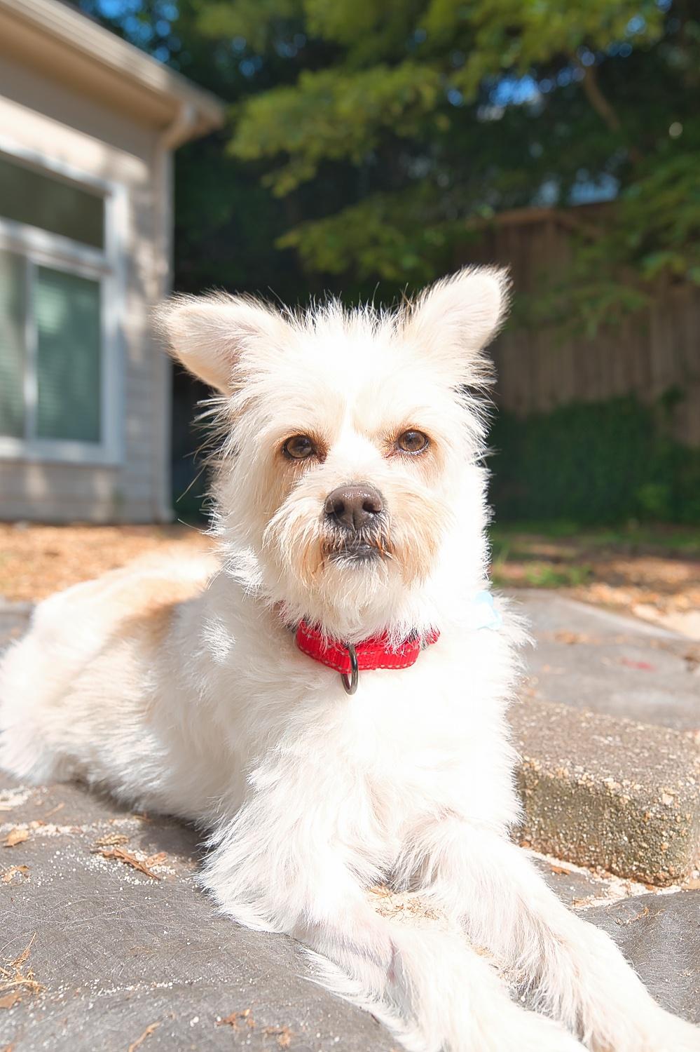 Enlarge Mia, a Adoptable mixed breed in Chamblee, GA image 5/6