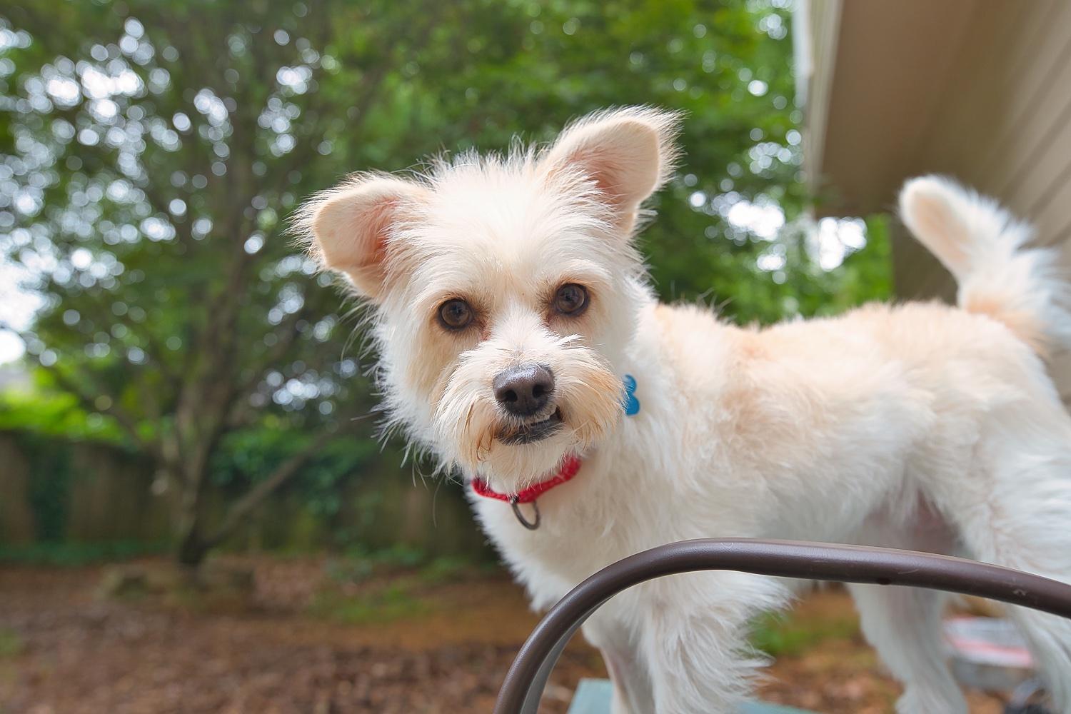 Enlarge Mia, a Adoptable mixed breed in Chamblee, GA image 5/6