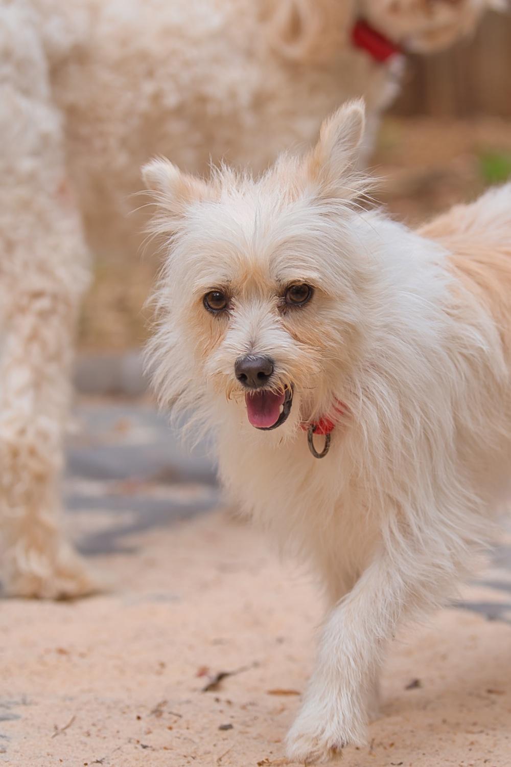 Mia, a Adoptable mixed breed in Chamblee, GA image 4/6
