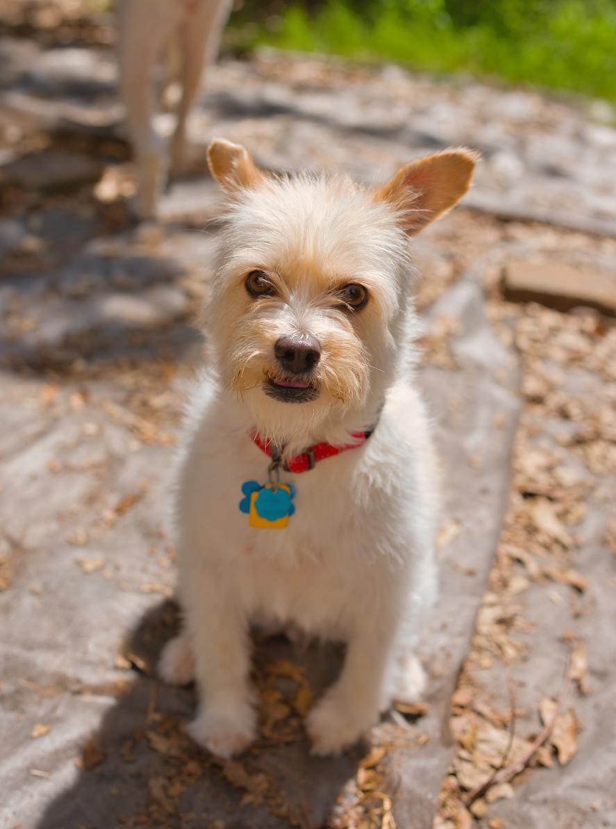 Enlarge Mia, a Adoptable mixed breed in Chamblee, GA image 5/6