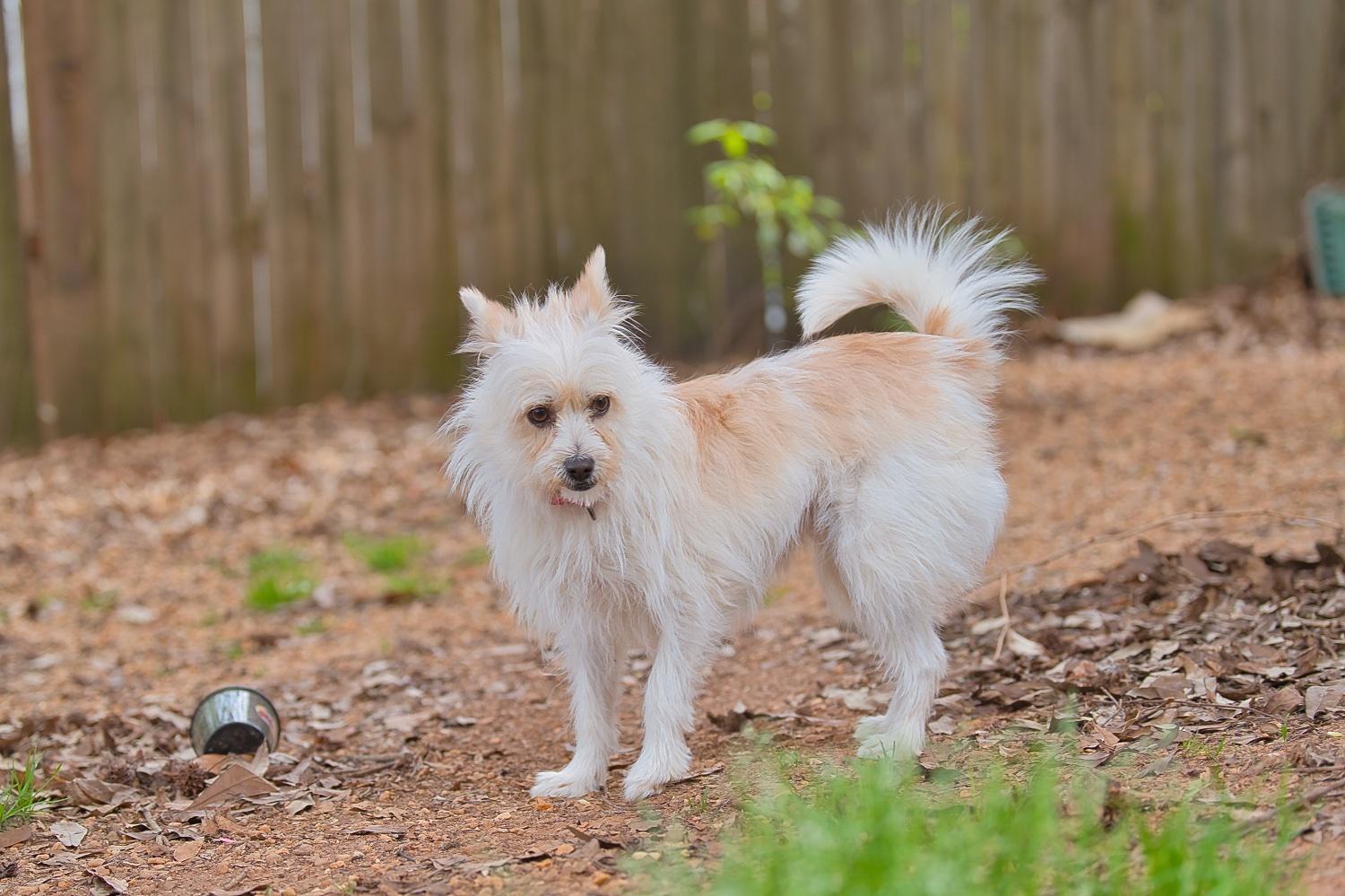 Enlarge Mia, a Adoptable mixed breed in Chamblee, GA image 4/6