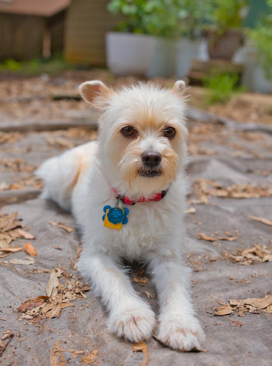 Mia, a Adoptable mixed breed in Chamblee, GA image 5/6