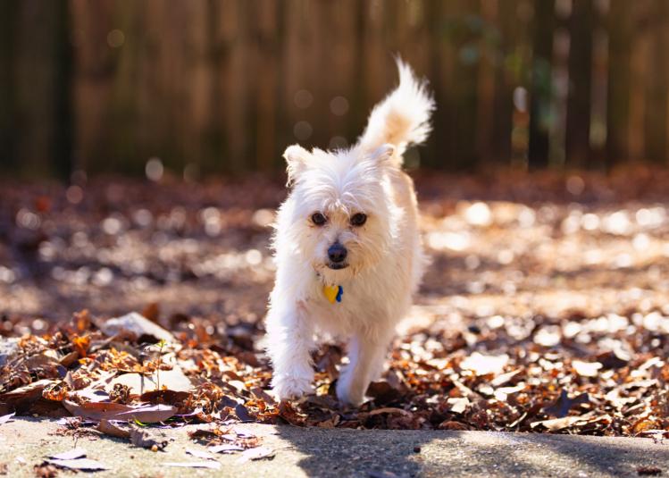 Mia, a Adoptable mixed breed in Chamblee, GA image 5/6