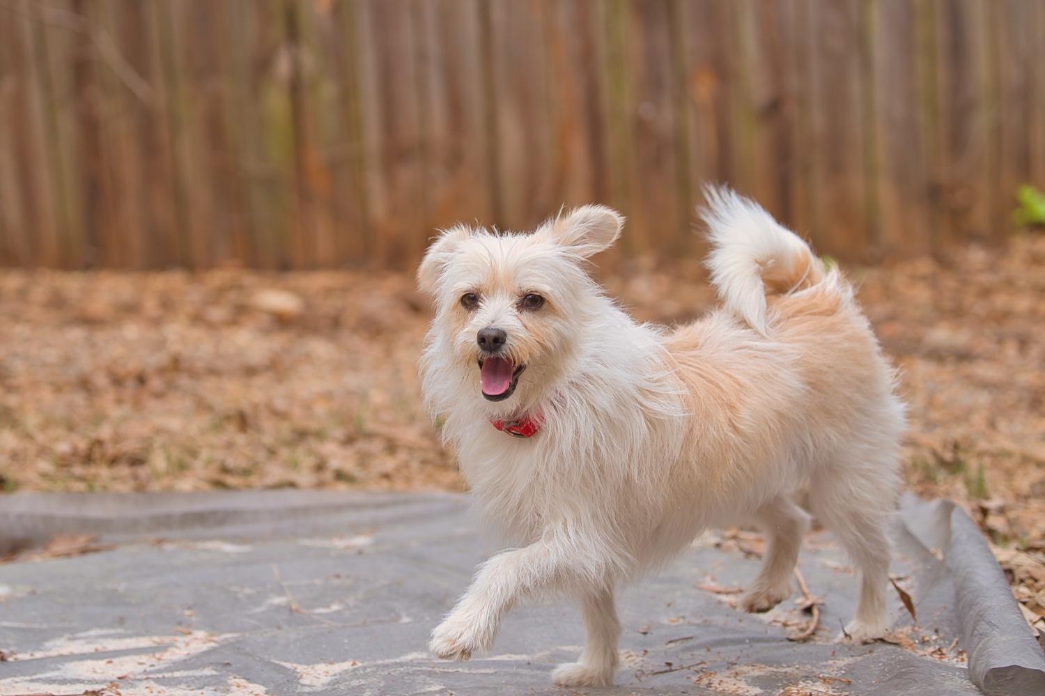 Mia, a Adoptable mixed breed in Chamblee, GA image 6/6
