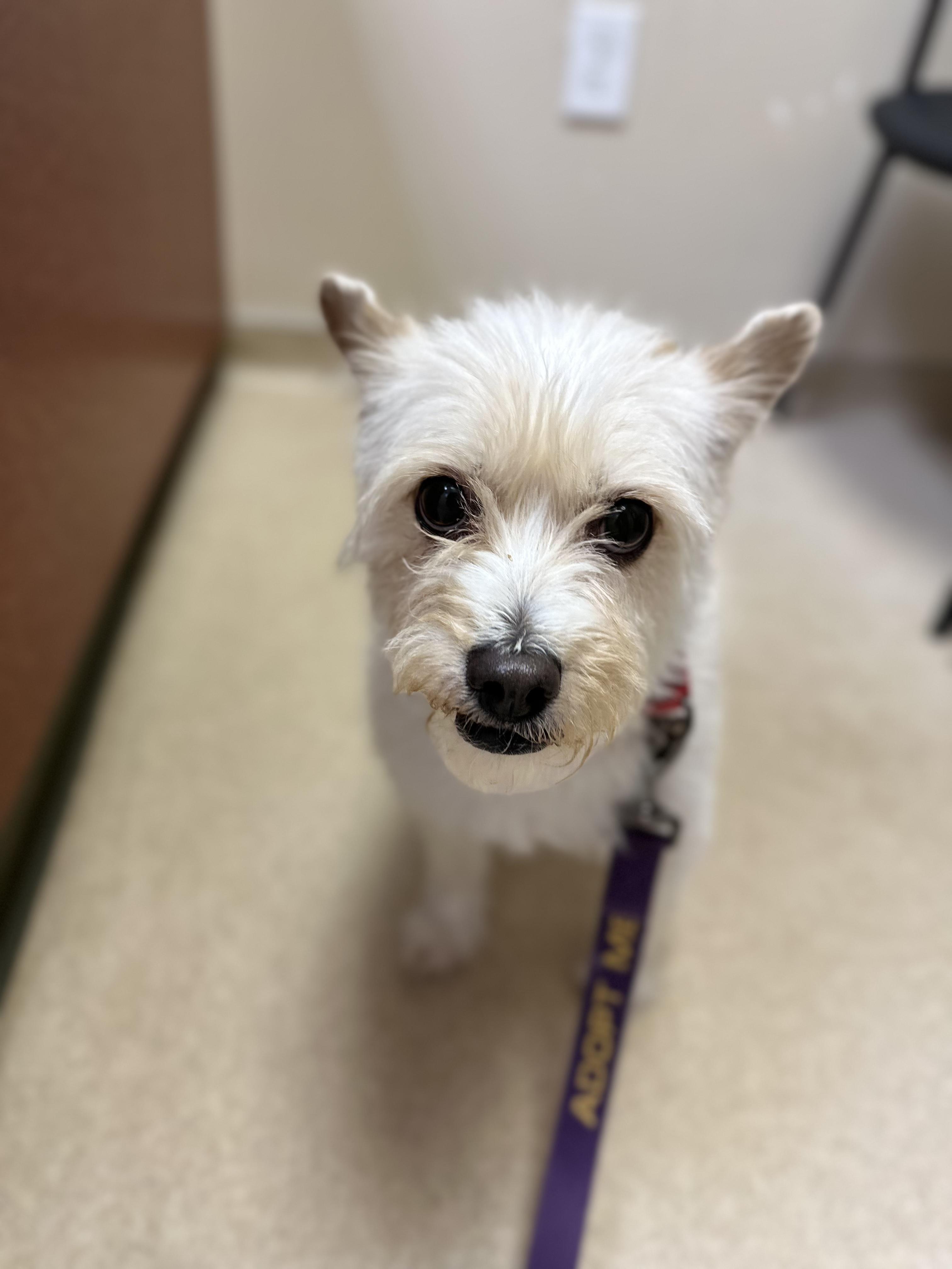 Mia, a Adoptable mixed breed in Chamblee, GA image 6/6