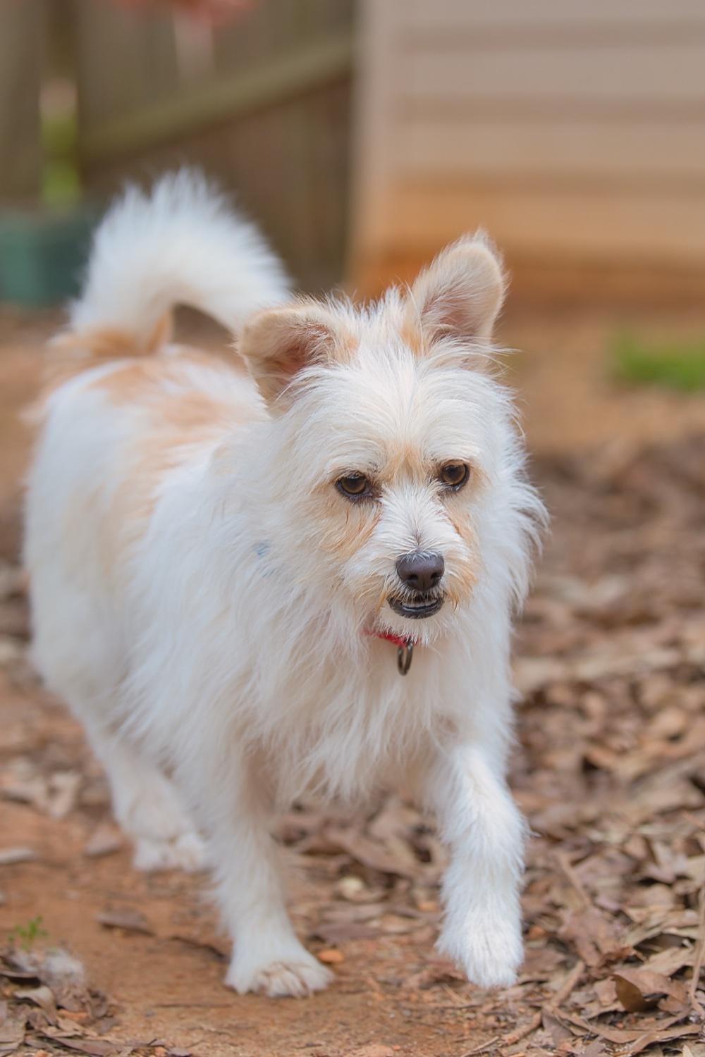 Enlarge Mia, a Adoptable mixed breed in Chamblee, GA image 6/6