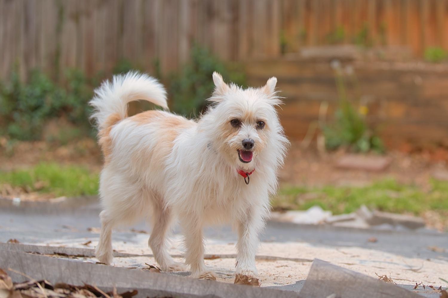 Mia, a Adoptable mixed breed in Chamblee, GA image 6/6