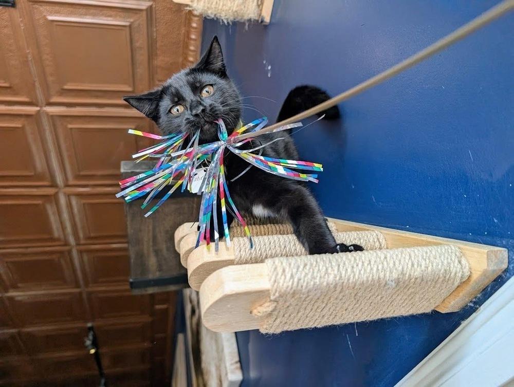 Enlarge Sabrina, a Adoptable Domestic Short Hair in Lewisburg, PA image 1/4