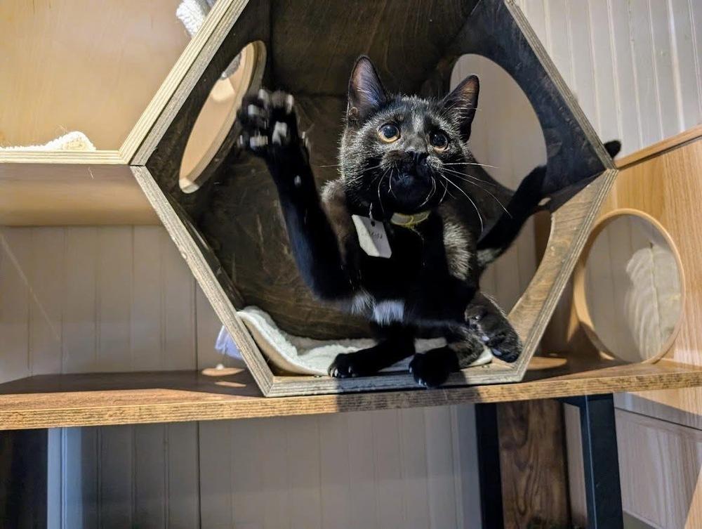 Enlarge Sabrina, a Adoptable Domestic Short Hair in Lewisburg, PA image 2/4