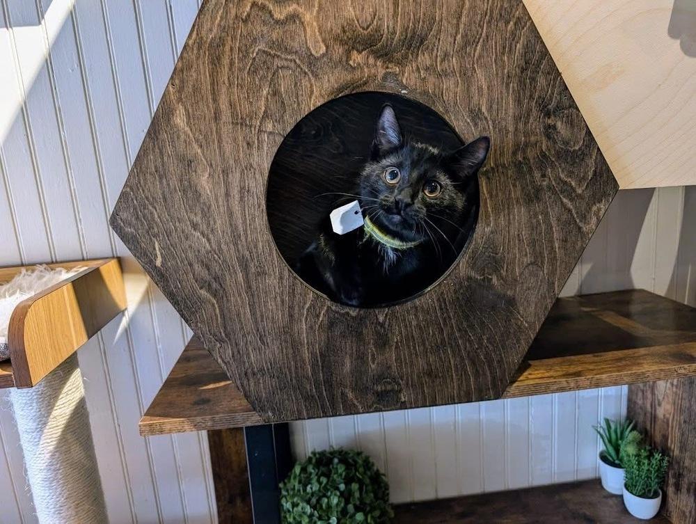 Enlarge Sabrina, a Adoptable Domestic Short Hair in Lewisburg, PA image 3/4