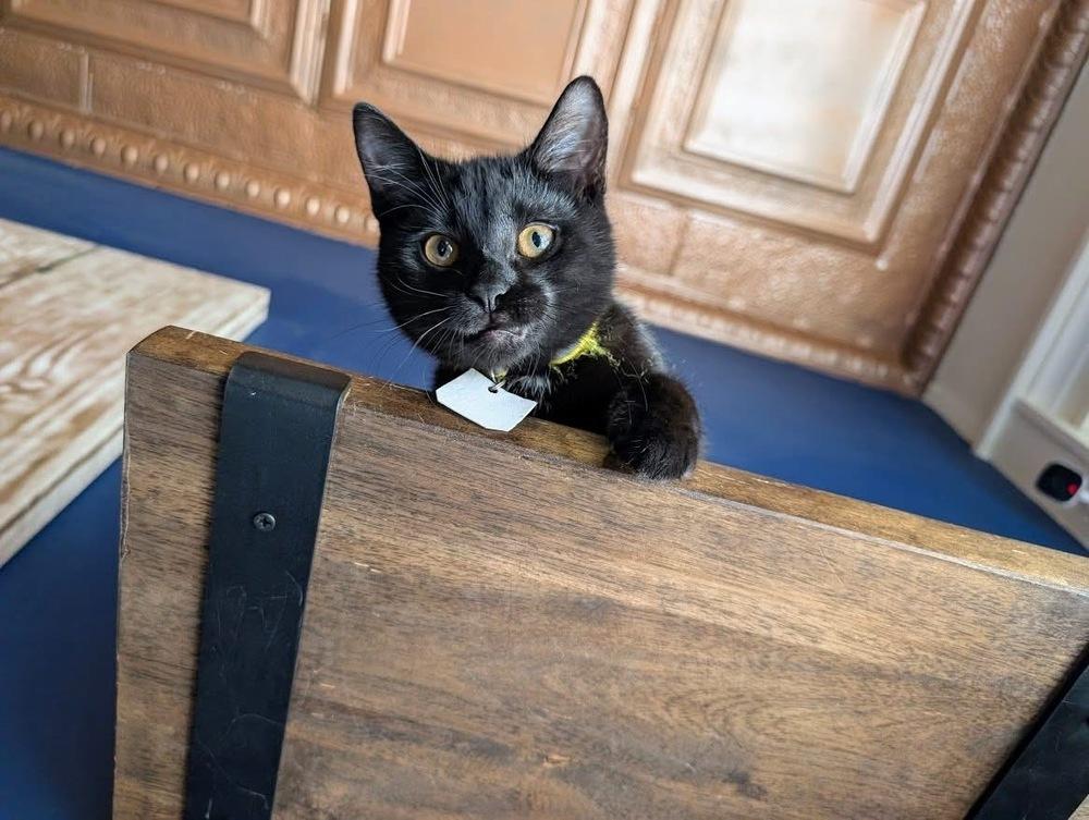 Enlarge Sabrina, a Adoptable Domestic Short Hair in Lewisburg, PA image 4/4