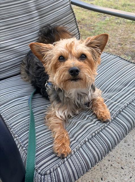 Enlarge Kobe, a ADOPTABLE mixed breed in Greensboro, NC image 2/6