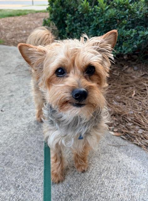 Enlarge Kobe, a ADOPTABLE mixed breed in Greensboro, NC image 6/6