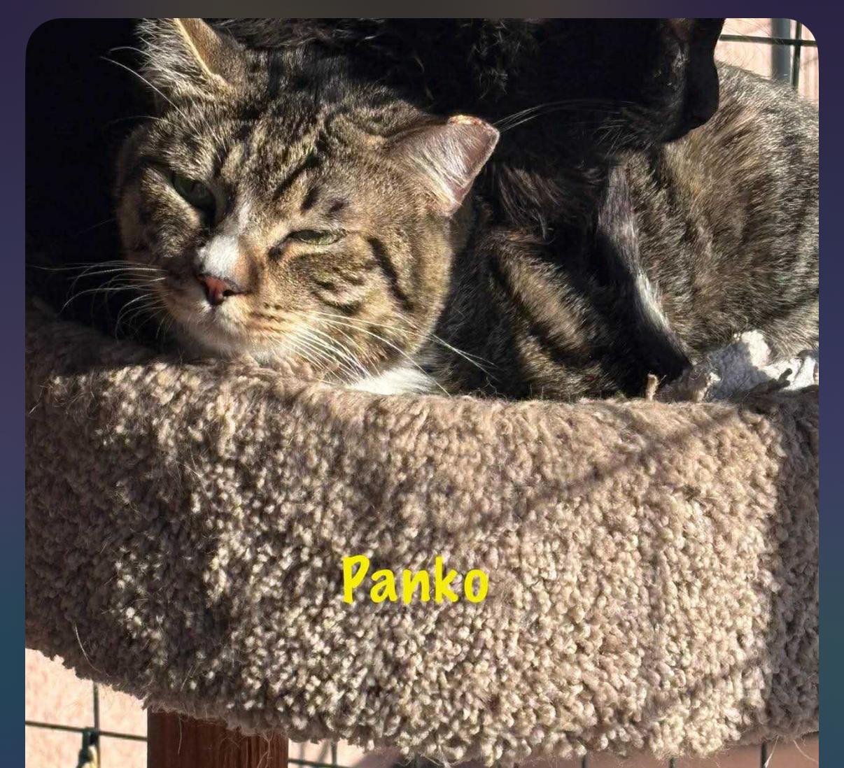 Panko