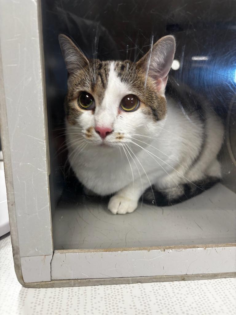 Enlarge Daisy, a Adoptable mixed breed in Greenfield, IN image 1/1