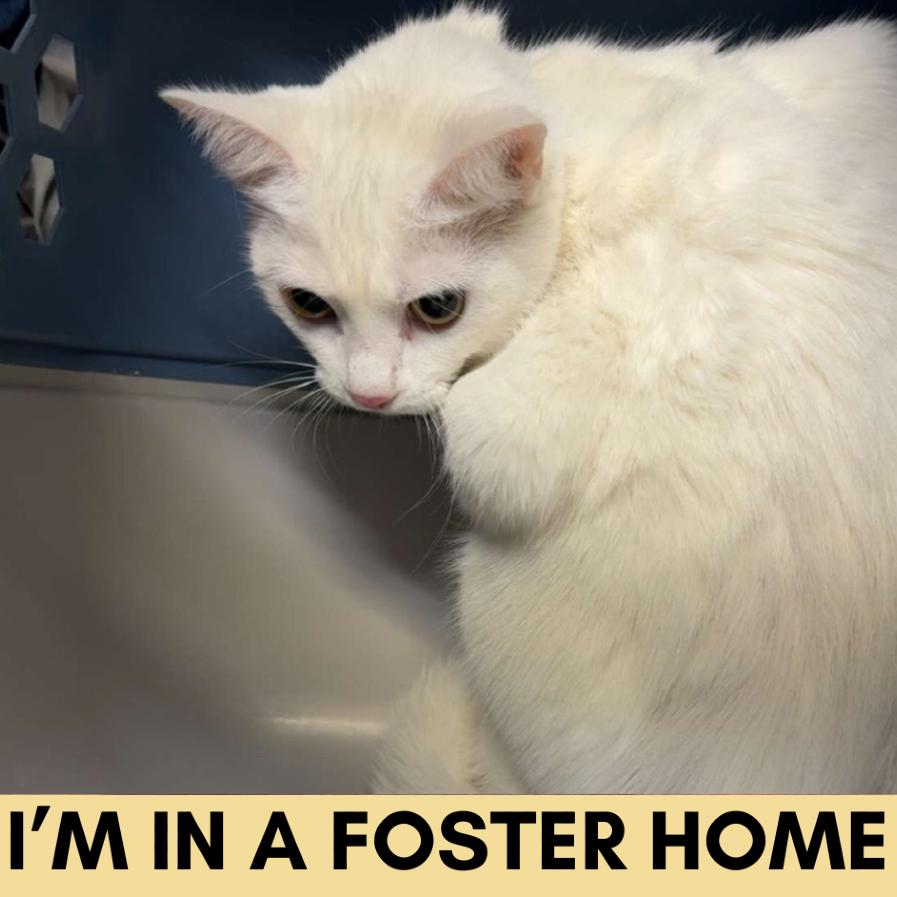 Enlarge Zora, a Adoptable Domestic Short Hair in Lakewood, CO image 1/2