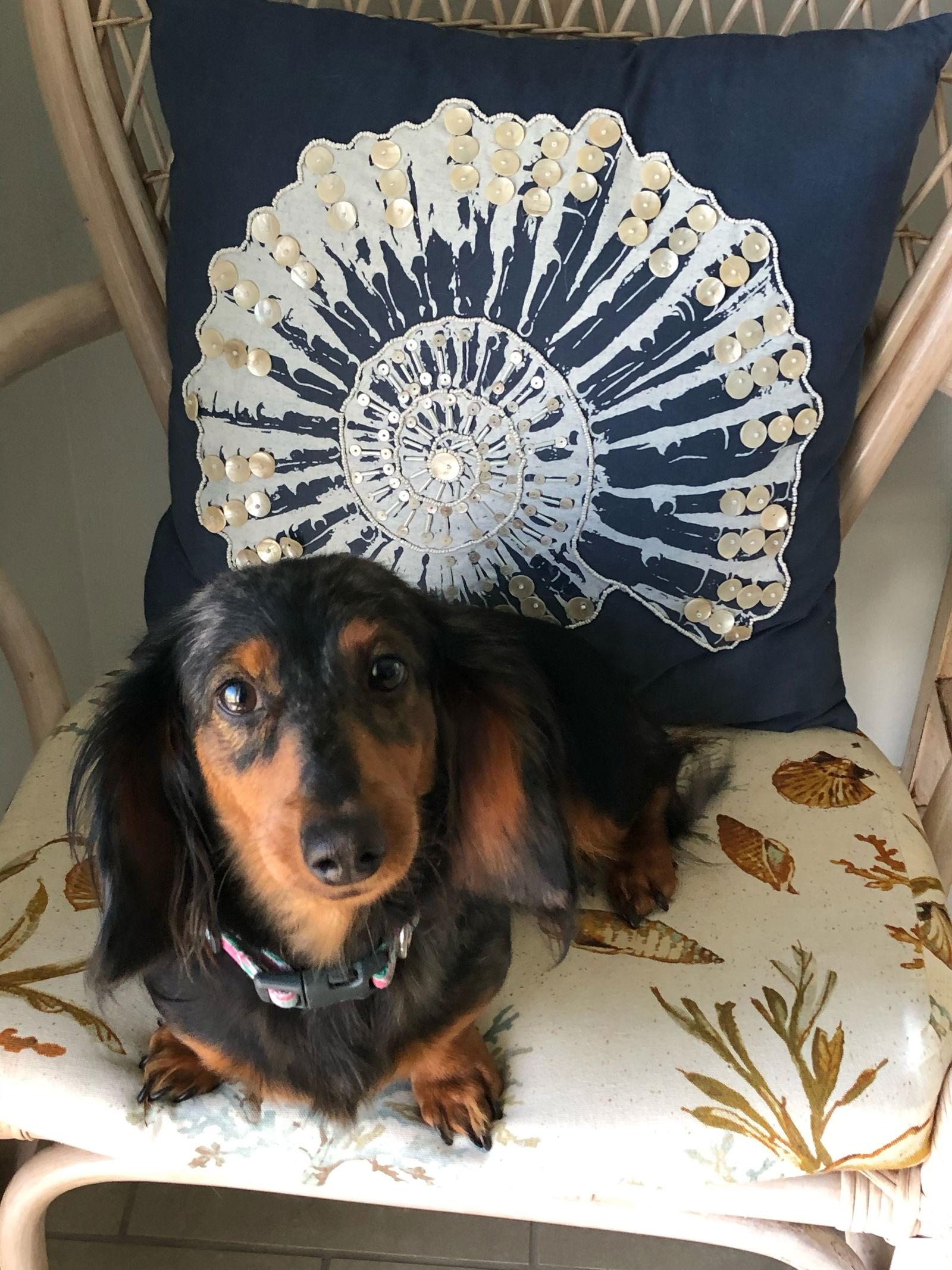 Annie, Adoptable, Young Female Dachshund.