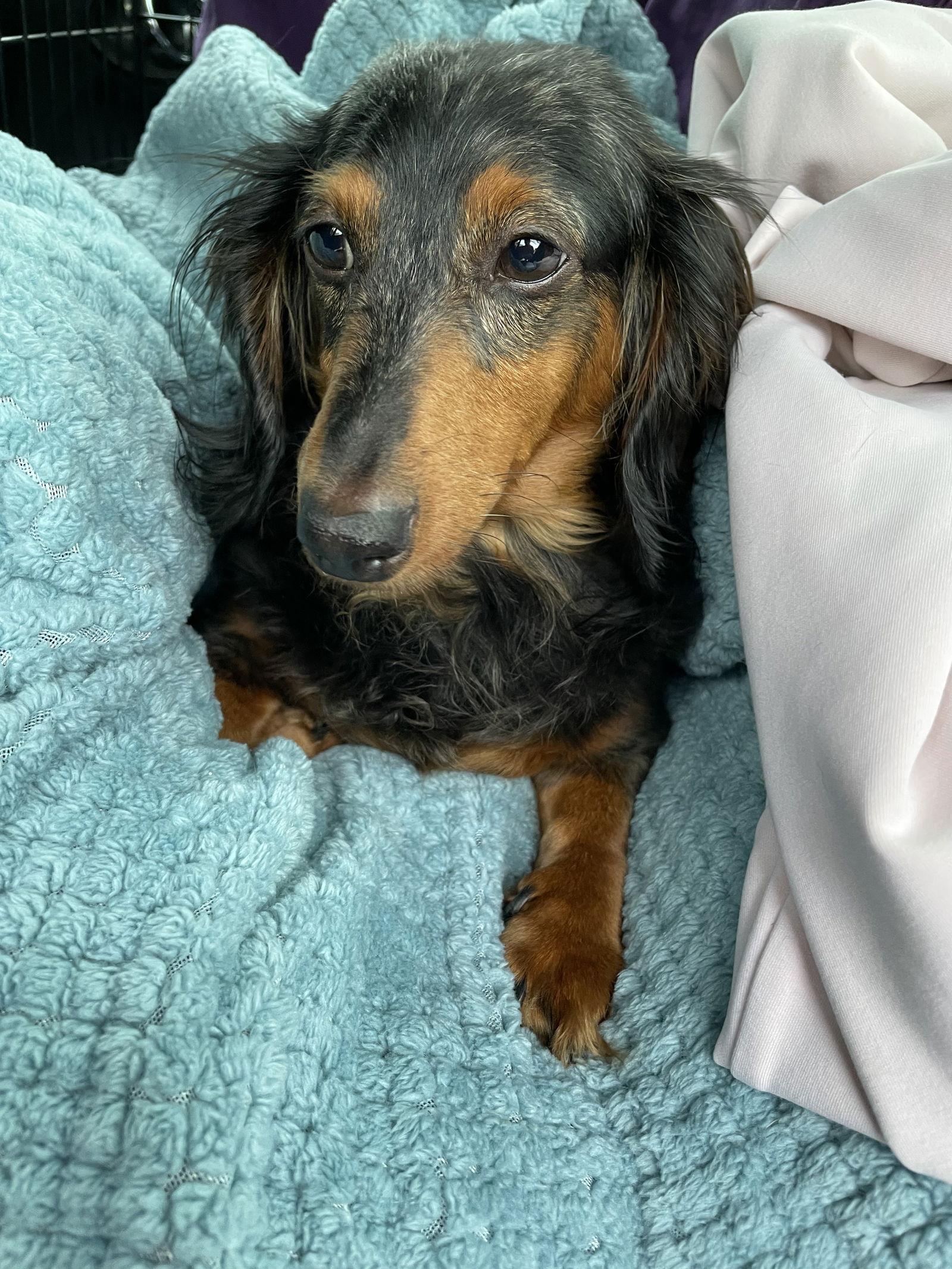 Enlarge Annie, a Adoptable Dachshund in Austin, TX image 2/3