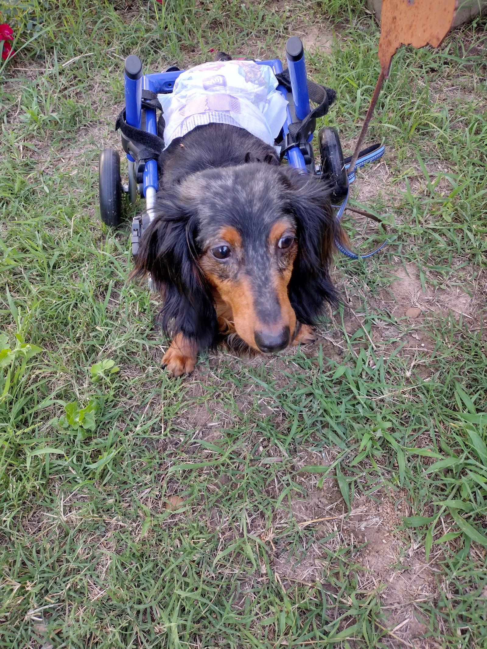 Enlarge Annie, a Adoptable Dachshund in Austin, TX image 3/3