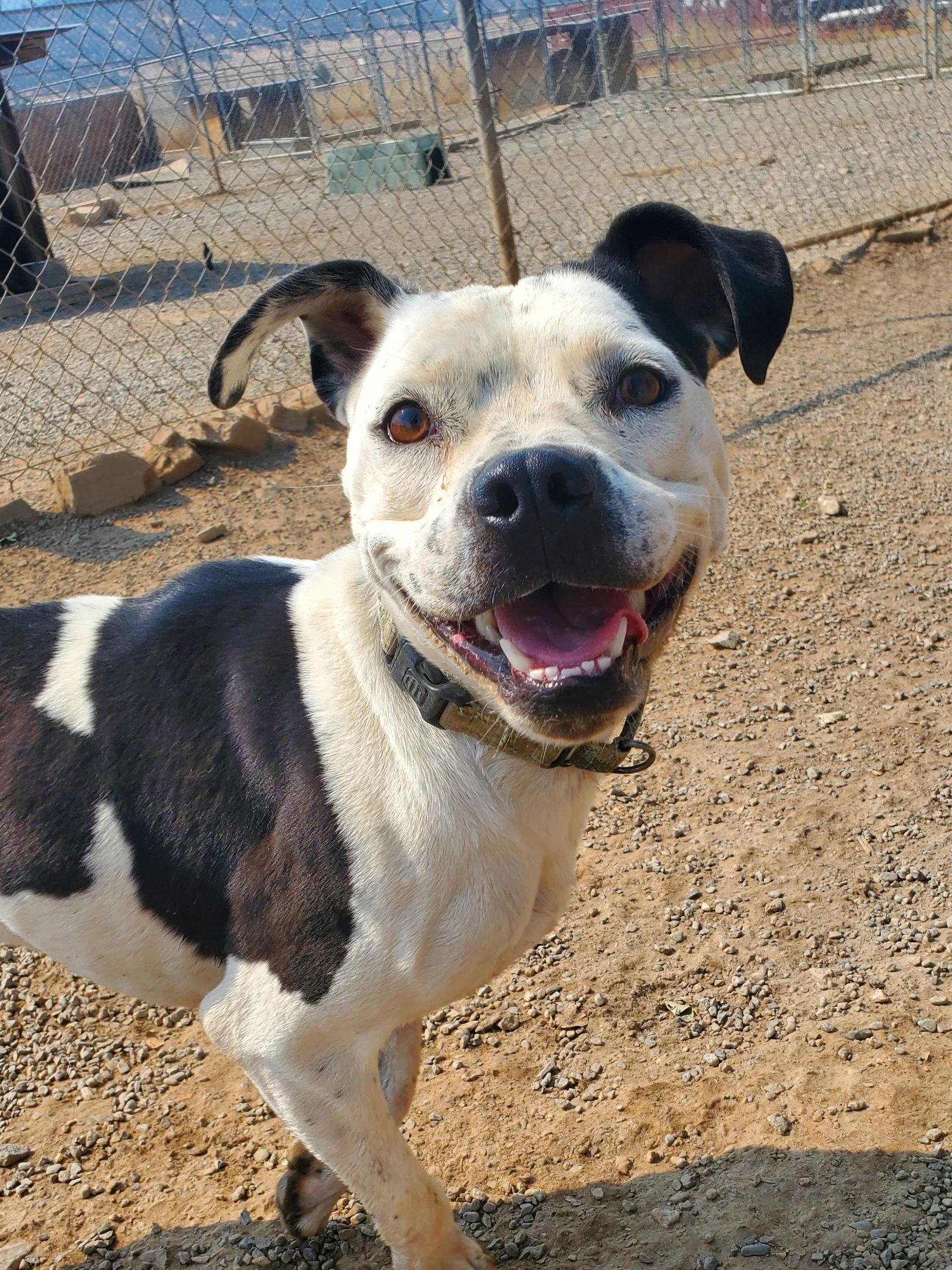 Ella, a Adoptable mixed breed in Yreka, CA image 3/6
