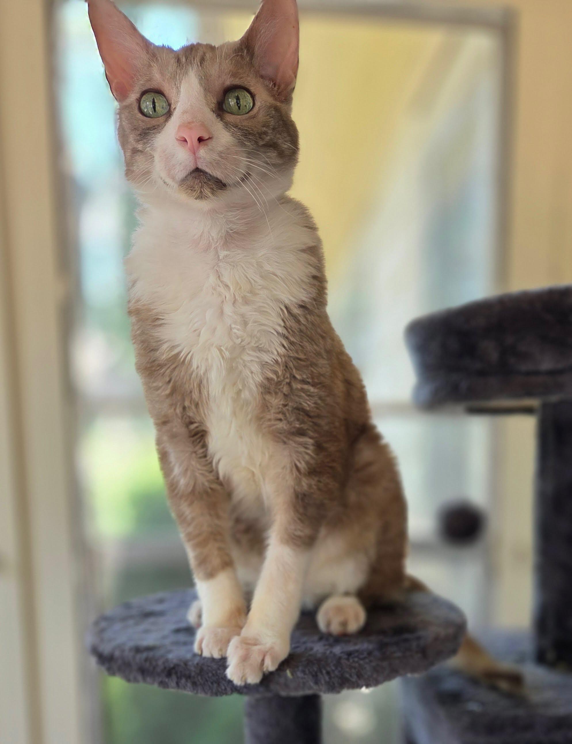 CHARLES, ADOPTABLE, Adult Male Cornish Rex.