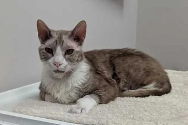 Enlarge CHARLES, a ADOPTABLE mixed breed in Madison, WI image 2/4