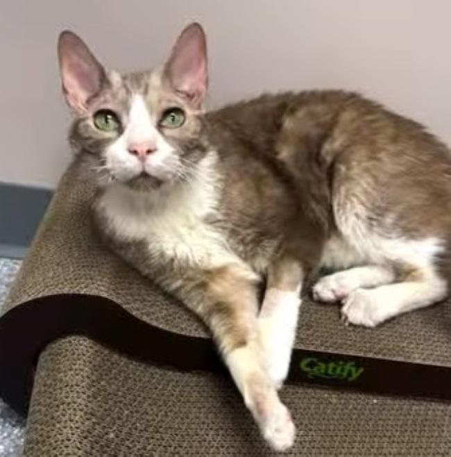 CHARLES, ADOPTABLE, Adult Male Cornish Rex.