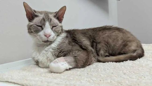 Enlarge CHARLES, a ADOPTABLE mixed breed in Madison, WI image 3/4