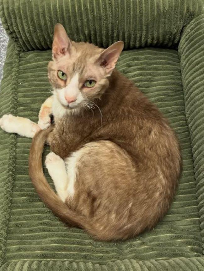 Enlarge CHARLES, a ADOPTABLE mixed breed in Madison, WI image 1/4
