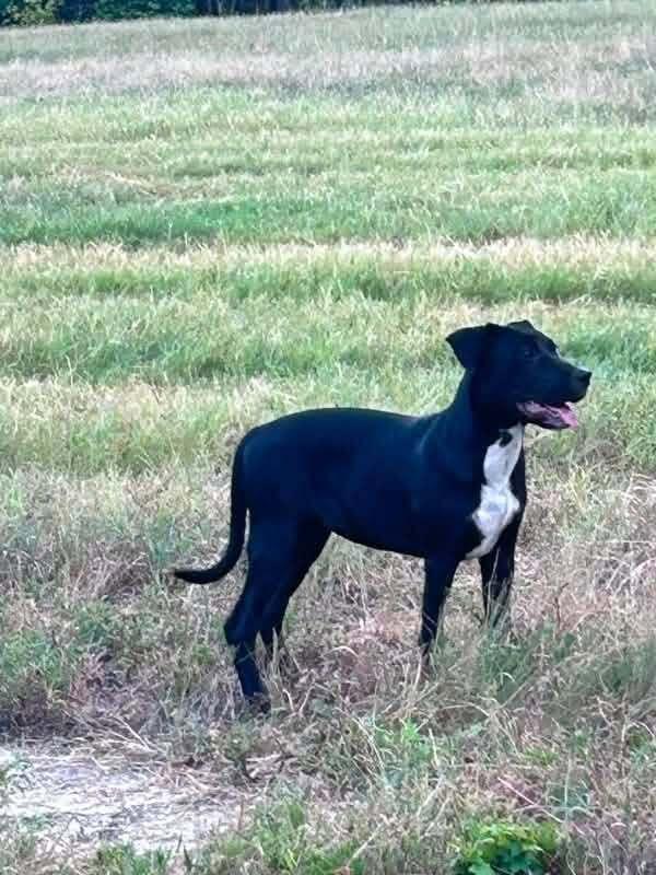 Enlarge Sally, a Adoptable mixed breed in New Bedford, MA image 1/2