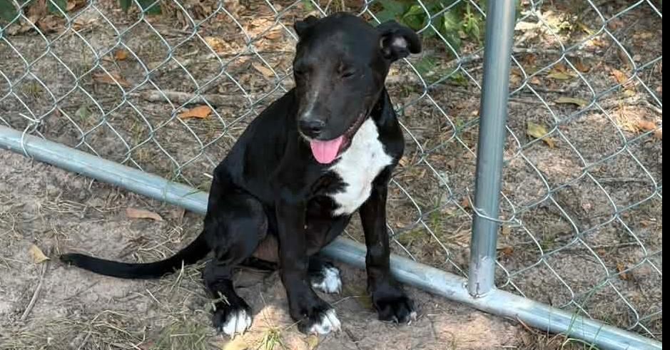 Enlarge Sally, a Adoptable mixed breed in New Bedford, MA image 2/2