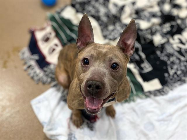 Enlarge PRECIOUS, a Adoptable Pit Bull Terrier in Fort Wayne, IN image 1/1