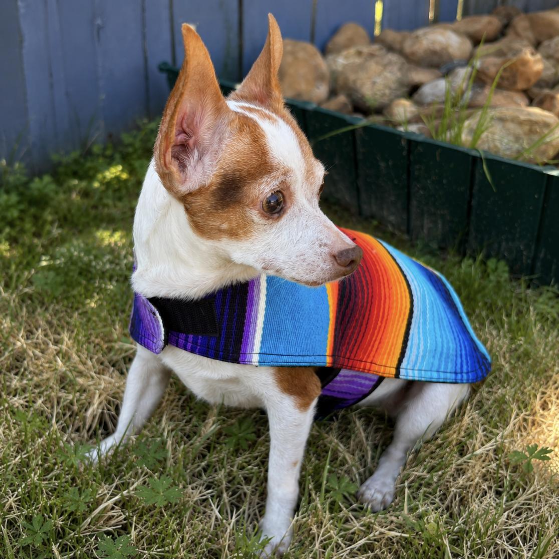 Enlarge Ozzy, a ADOPTABLE Chihuahua in Boston, MA image 4/6