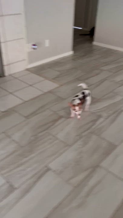 Enlarge Ozzy, a ADOPTABLE Chihuahua in Boston, MA video 6/6