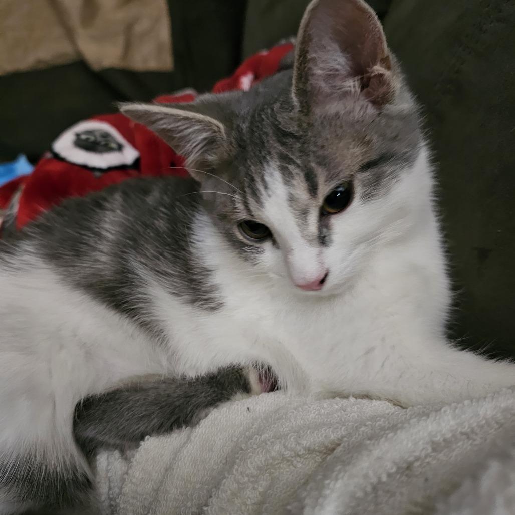 Enlarge Ash, a Adoptable Domestic Short Hair in Tuscaloosa, AL image 3/5