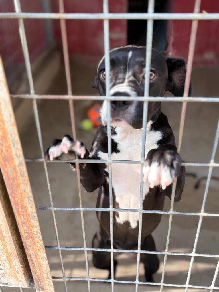 Enlarge Francine, a Adoptable mixed breed in Ada, OK image 2/6