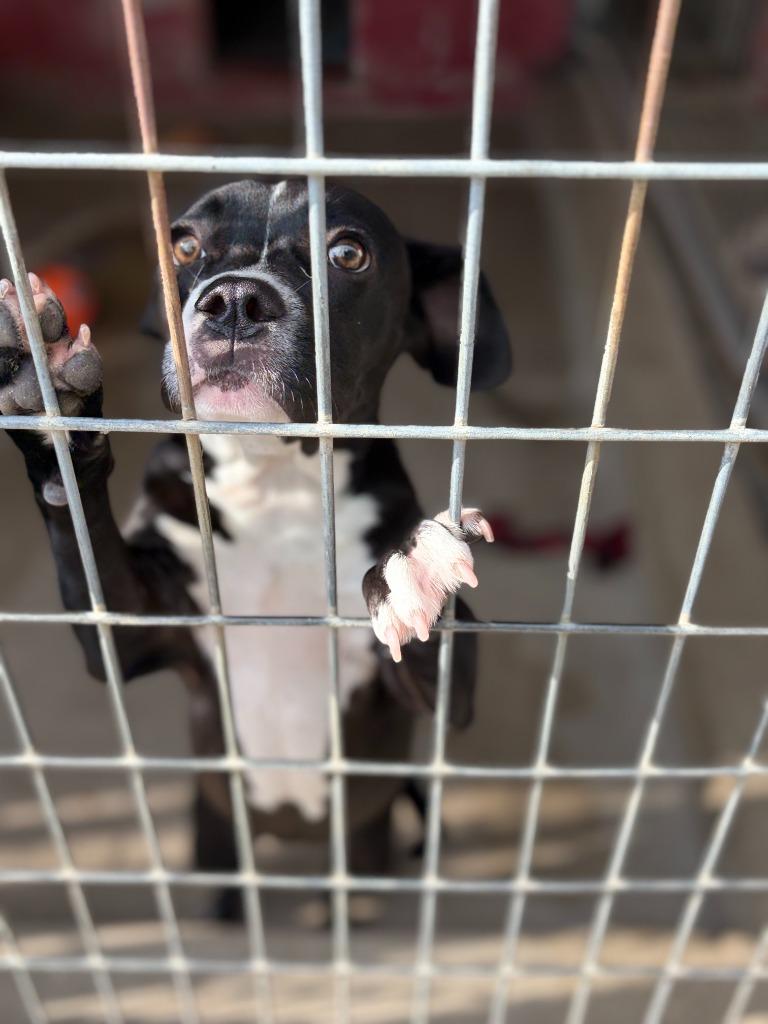 Enlarge Francine, a Adoptable mixed breed in Ada, OK image 3/6