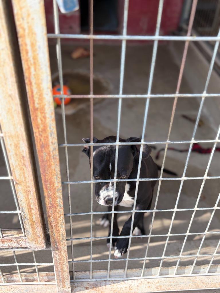 Enlarge Francine, a Adoptable mixed breed in Ada, OK image 4/6