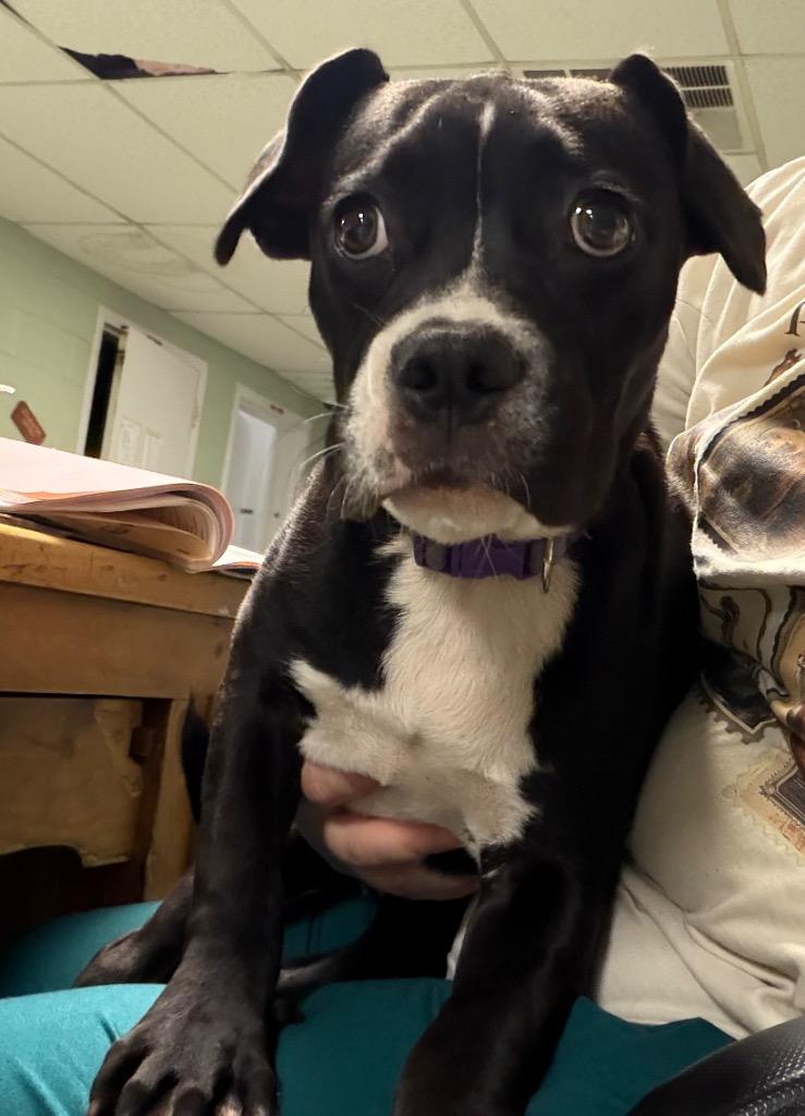 Enlarge Francine, a Adoptable mixed breed in Ada, OK image 5/6