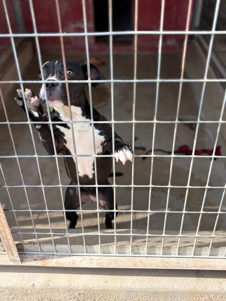 Enlarge Francine, a Adoptable mixed breed in Ada, OK image 6/6
