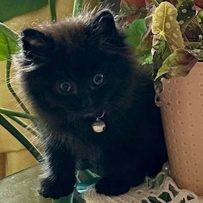 Forest, adopted, Kitten Male Domestic Long Hair.