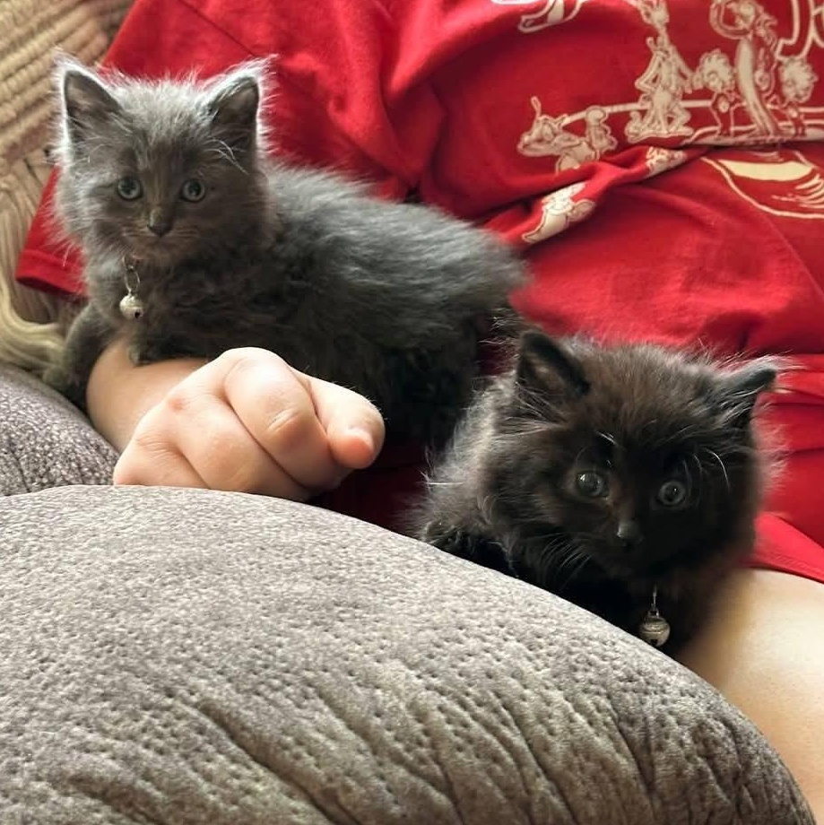 Enlarge Forest, an adopted Domestic Long Hair in Southgate, MI image 2/3