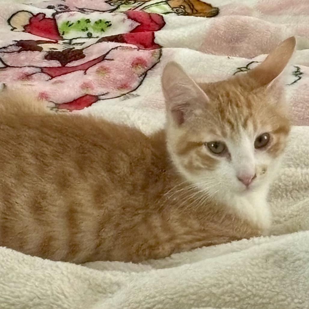 Robin, Adoptable, Kitten Male Domestic Short Hair.