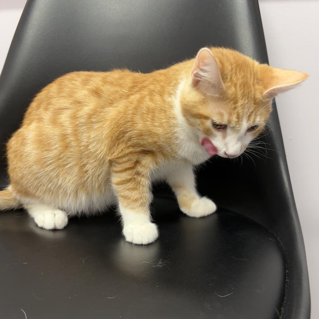 Enlarge Robin, a Adoptable Domestic Short Hair in Granville, OH image 2/5