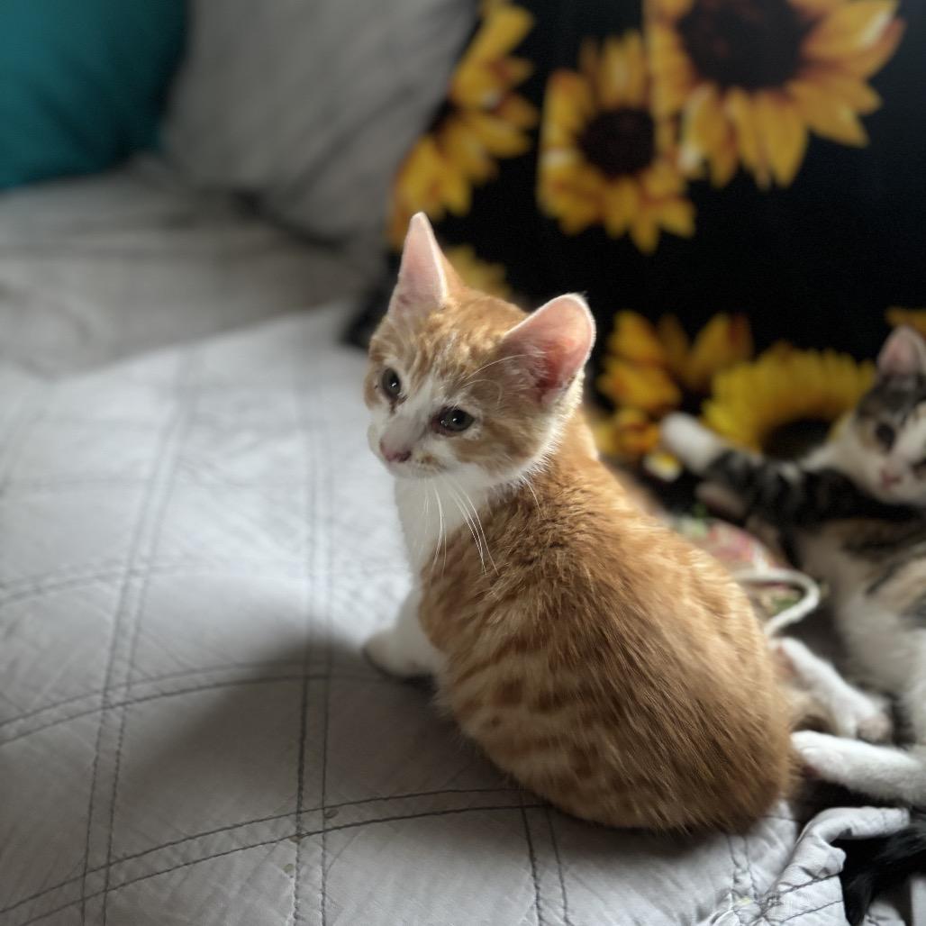 Robin Felv+ Mama thumbnail 2